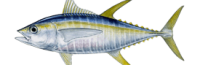tuna-yellowfin